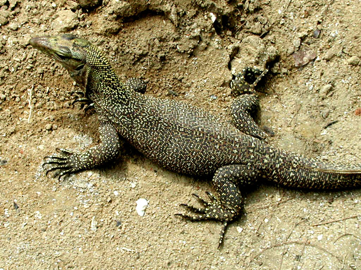 Monitor_lizard