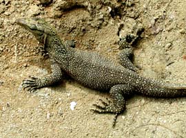 Monitor_lizard